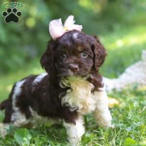 Rosie, Cockapoo Puppy